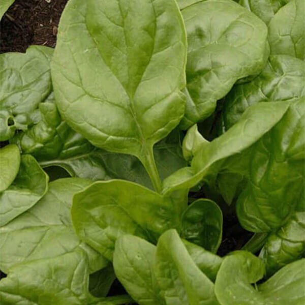 Spinach Seeds Seaside F1